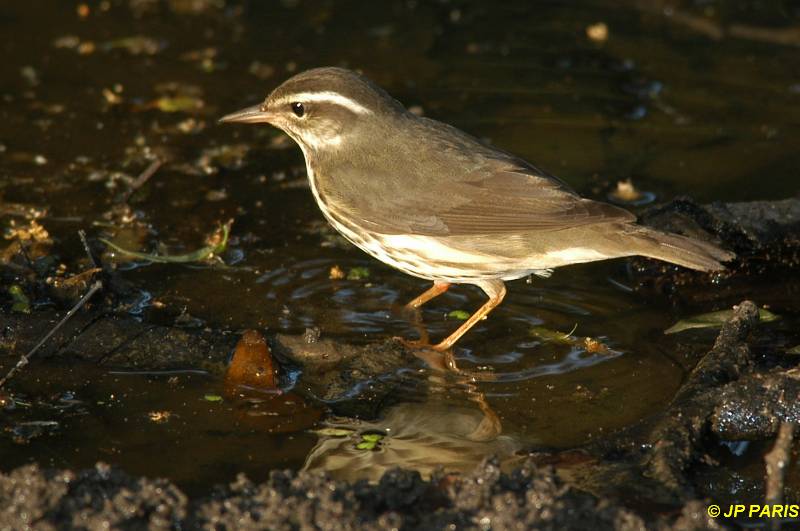 Parkesia motacilla